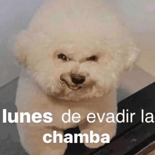 😛 DIAS DE LA SEMANA TOP 😛