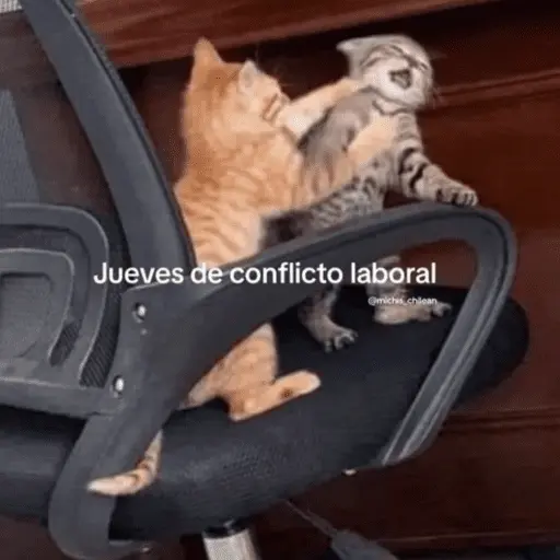 😛 DIAS DE LA SEMANA TOP 😛