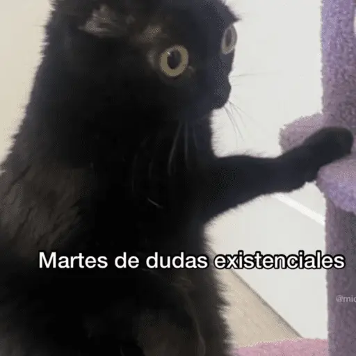 😛 DIAS DE LA SEMANA TOP 😛
