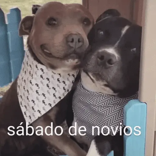 😛 DIAS DE LA SEMANA TOP 😛