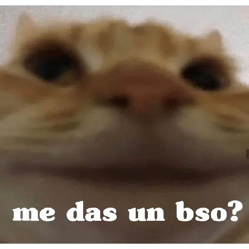 animales ramdom