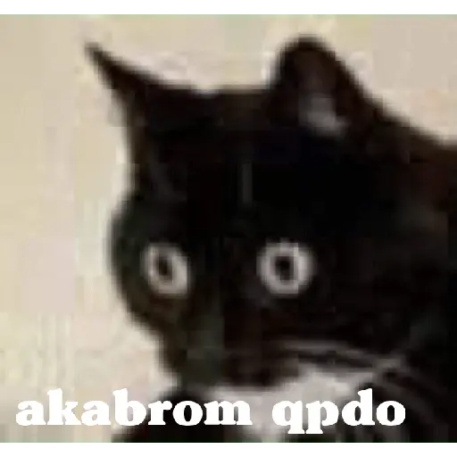 animales ramdom