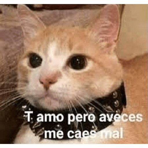 Michi frases preview