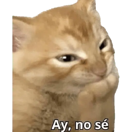 Michi frases
