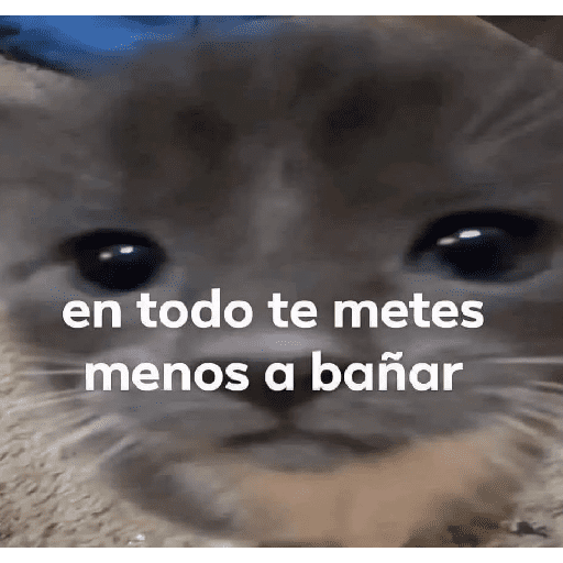 Michi frases preview
