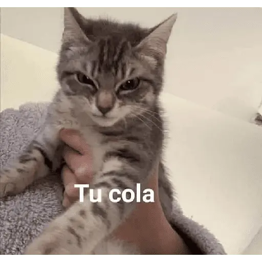 Michi frases