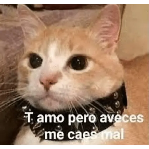 Michi frases