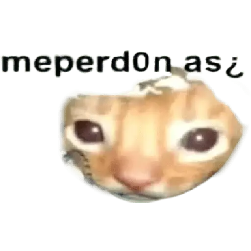 Animales Divertidos