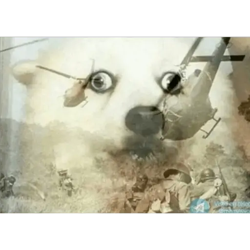 Animales Divertidos