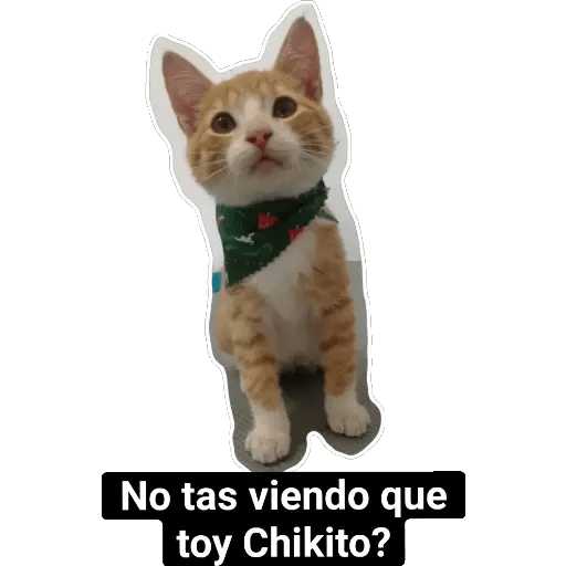 Animales Divertidos preview