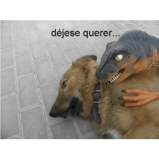 Animales Divertidos