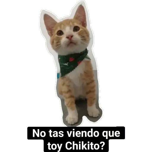 Animales Divertidos