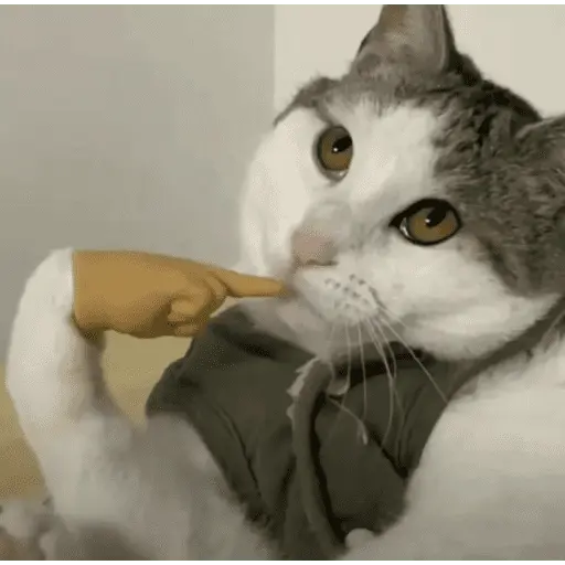 MEME Kucing Baru