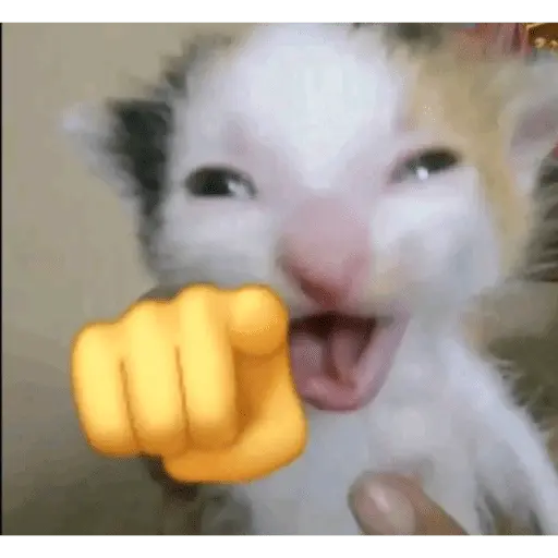 MEME Kucing Baru