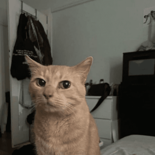 MEME Kucing Baru preview