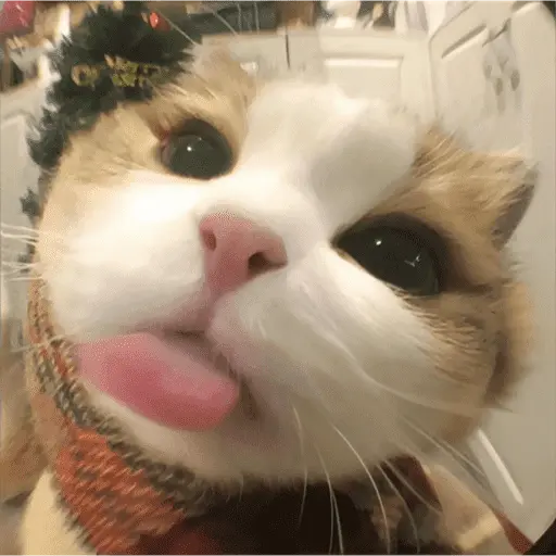 MEME Kucing Baru