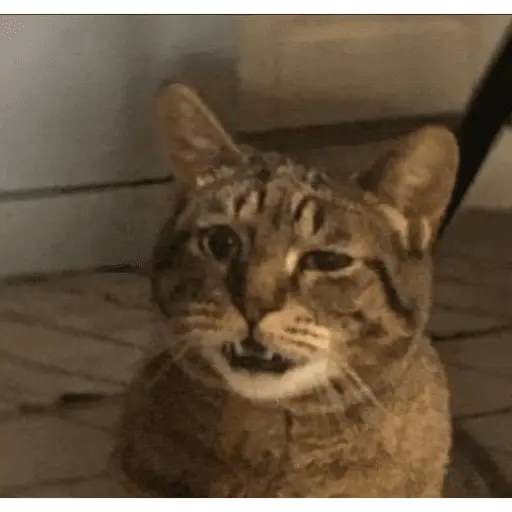MEME Kucing Baru