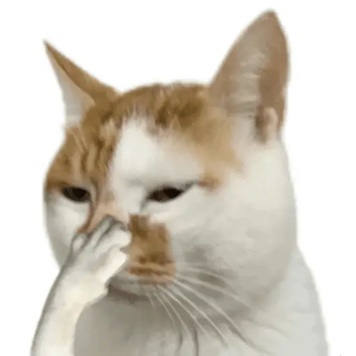 MEME Kucing Baru