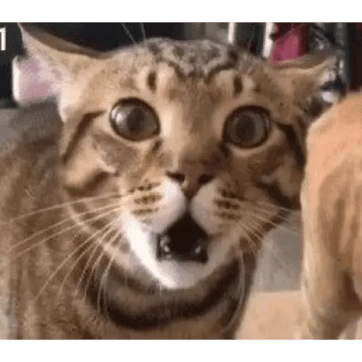 MEME Kucing Baru