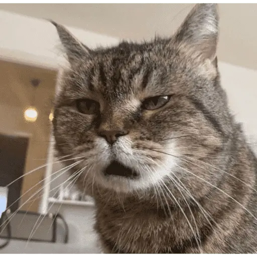 MEME Kucing Baru