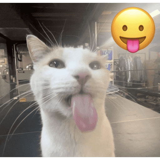 MEME Kucing Baru preview