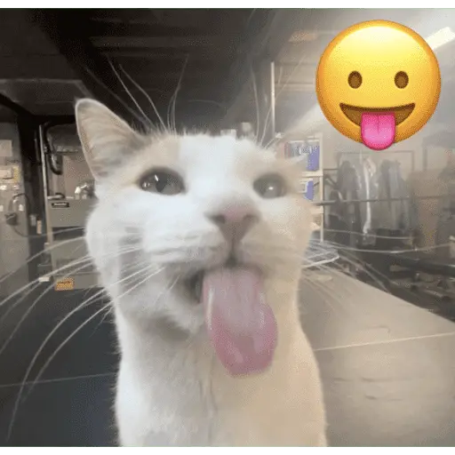 MEME Kucing Baru