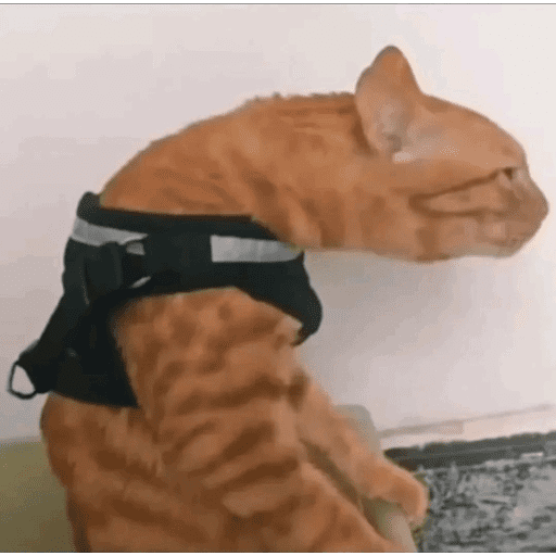 MEME Kucing Baru preview