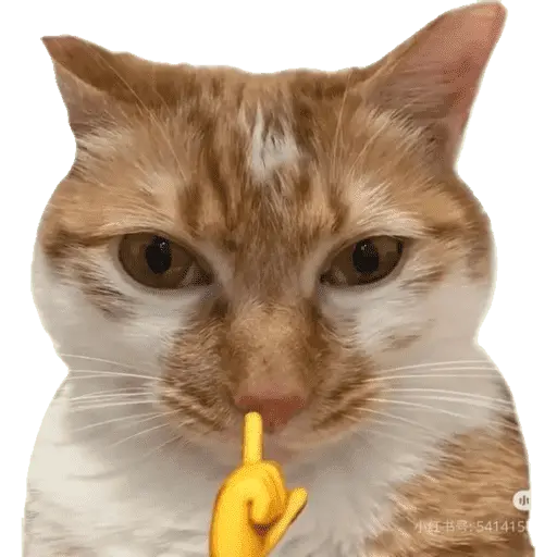 MEME Kucing Baru