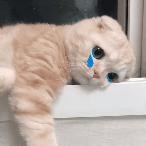 MEME Kucing Baru
