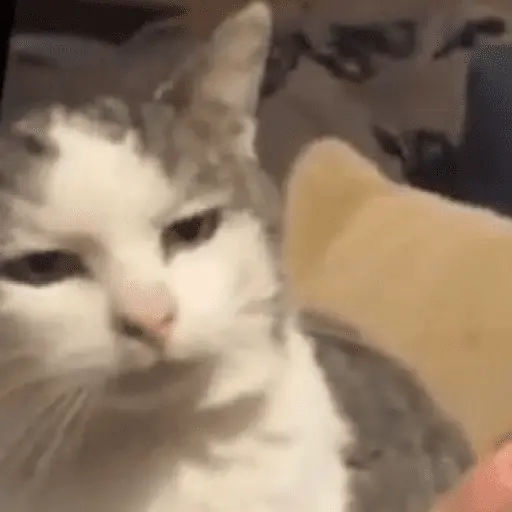 MEME Kucing Baru