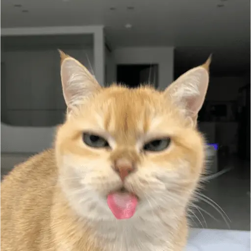 MEME Kucing Baru