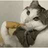 MEME Kucing Baru