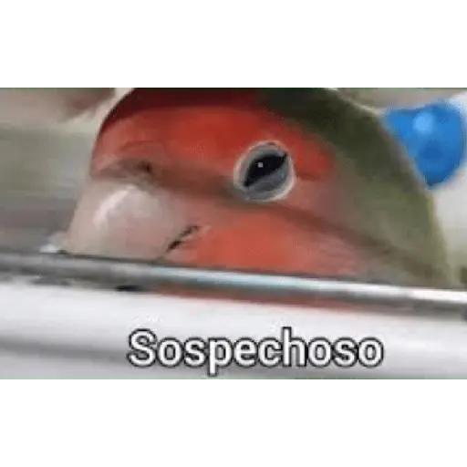 Wtf