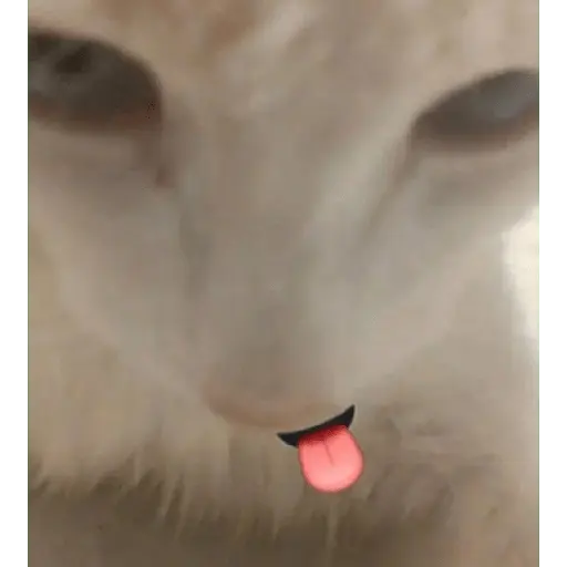 Wtf