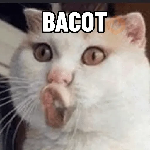 Cat Meme sticker 11