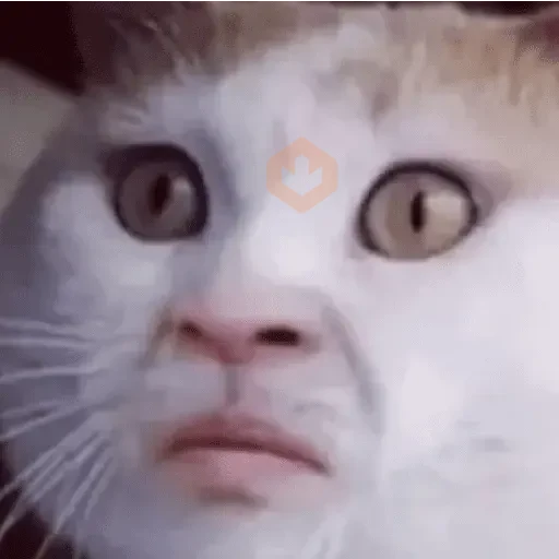 Cat Meme sticker 12