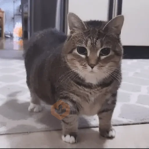 Cat Meme sticker 13