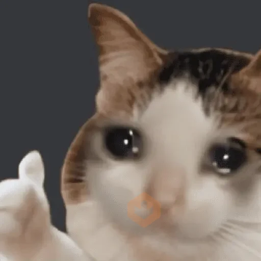 Cat Meme sticker 15