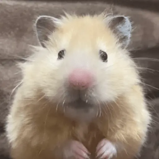 animales miadøs