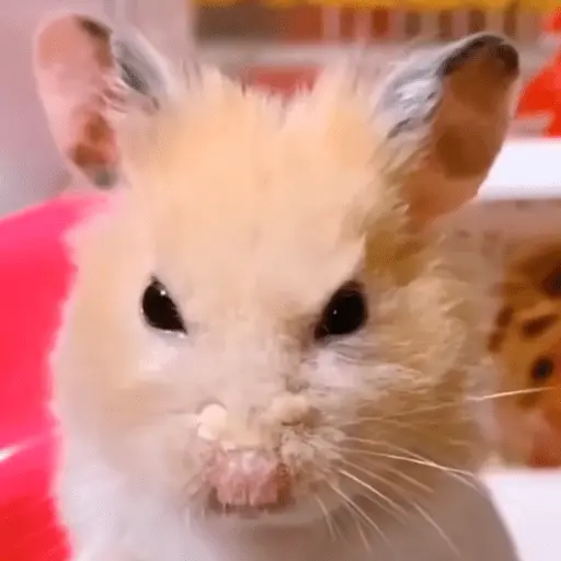 animales miadøs