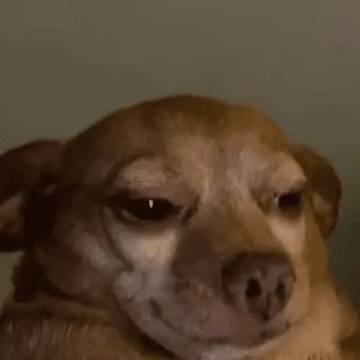 animales miadøs