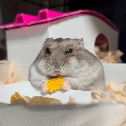 animales miadøs