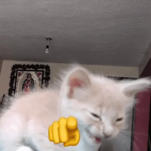 animales miadøs