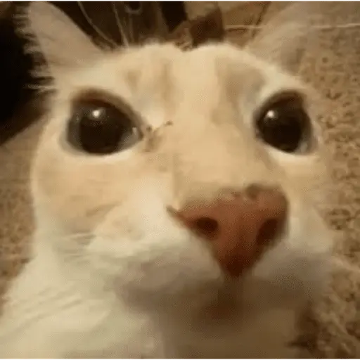 Tiktok photos 