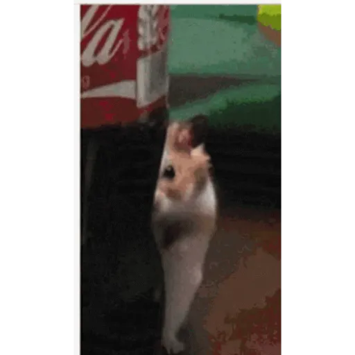 Ratita - Hamster en movimiento preview