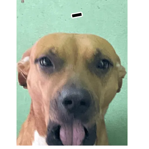 Creador de stickers 