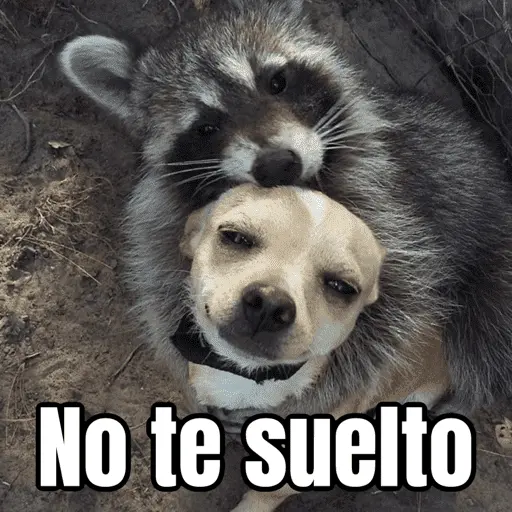 Amorcito para el chat ❤️