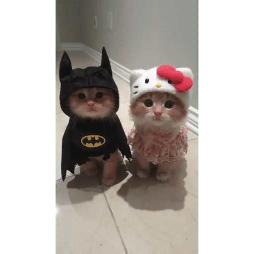 Amorcito para el chat ❤️