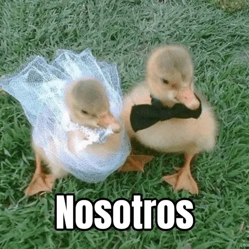 Amorcito para el chat ❤️