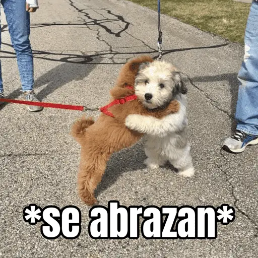 Amorcito para el chat ❤️